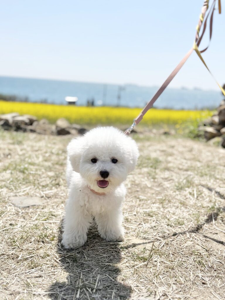 비숑프리제 특징, 산책은 필수, 바다 산책중인 구름이