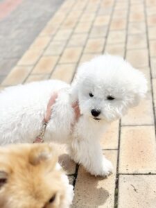 비숑프리제 특징 중 산책하기