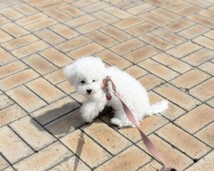 비숑프리제 산책하는 모습